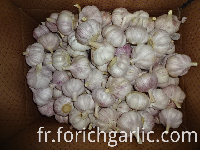 Fresh New Normal Garlic